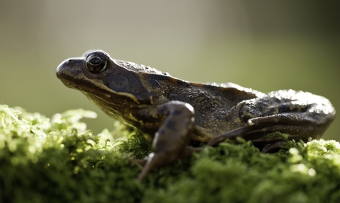 Common frog sits on some mossy ground