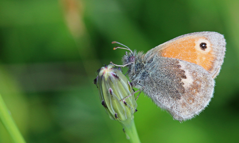 An orange and brown small heath butterfly sits on a green shoot