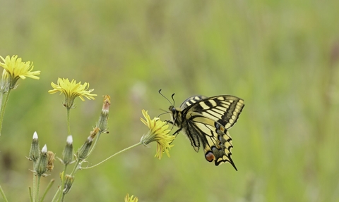 A swallowtail butterfly rests on some yellow flowers