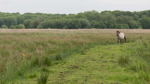 Konik pony on lowland fen