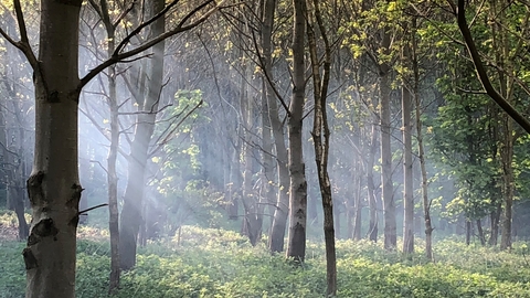 A clearing of trees in woodland, with sunlight shining through from the left hand side