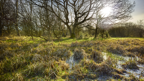 A sunny day at Sweet Briar Marshes, with bare trees in the background and marshy ground in the foreground