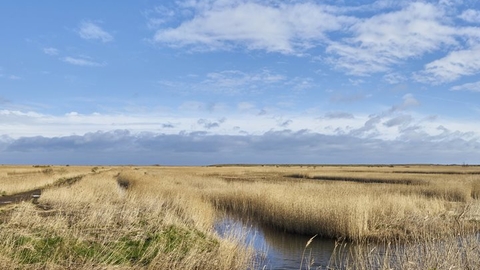Marshes and reedbed at NWT Cley Marshes on a sunny day, with some white fluffy clouds floating across the blue sky