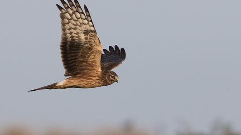 A brown hen harrier in flight, with its wings outstretched. Its wings are dark brown at the bottom, becoming white towards the top. The sky behind it is grey and out of focus.