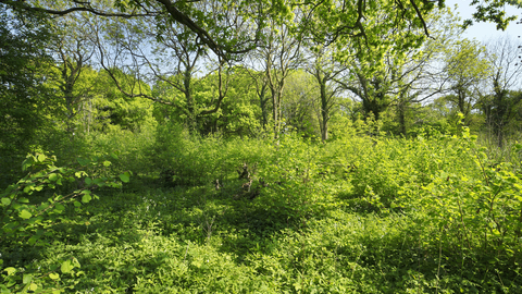 A green Honeypot Wood, with trees and bushes filling the ground