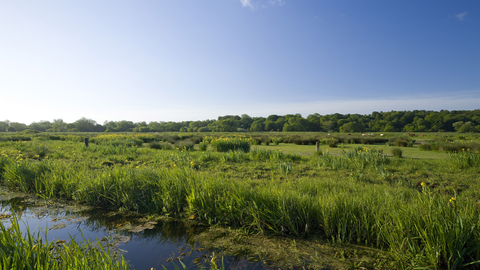 Thorpe Marshes on a sunny day, with a bright blue sky overlooking the blue water of a marsh and a field of green grass