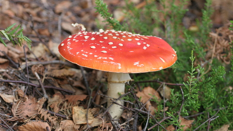 Fly Agaric, Holt Lowes