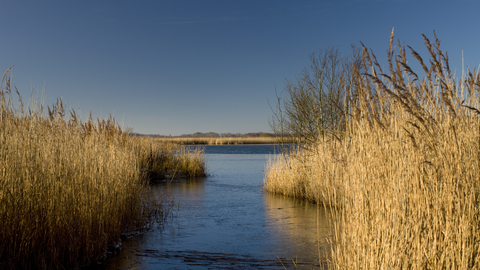 A stretch of blue broad water surrounded by yellow reeds, under a clear blue sky