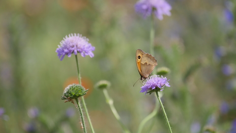 A butterfly nectars on a purple flower