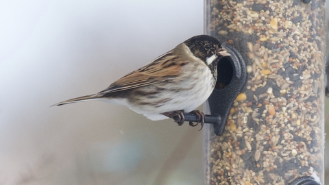 A reed bunting sits on the side of a full bird feeder