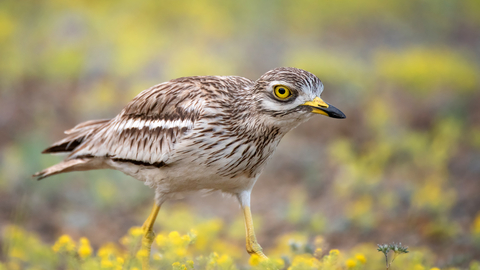 A stone curlew with its white and brown feathers, large yellow eyes and long yellow legs walking in a field of yellow plants