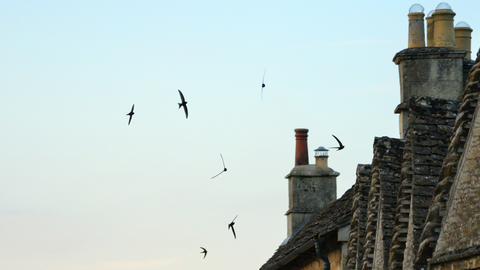 Swifts at dusk flying around old buildings