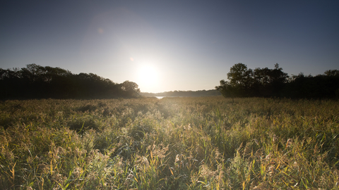 A large field of grass and plants under a dark blue sky as the sun rises