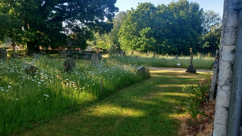 Tall grasses and daisies amongst the graves in a Churchyard with dappled sunlight filtering through the leaves of a large tree