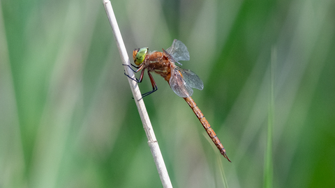 A Norfolk hawker dragonfly perched on a reed. 