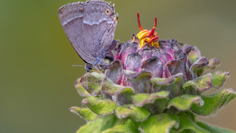 A purple butterfly on a purple and green flower