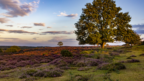 A large tree overlooking purple heather at Roydon Common