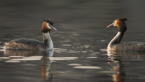 A pair of great-crested grebes on a lake