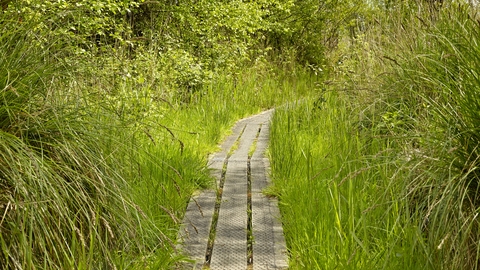 A wooden boardwalk surrounded by green grasses and trees