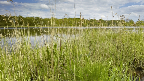 Green reeds and grasses beside a water broad