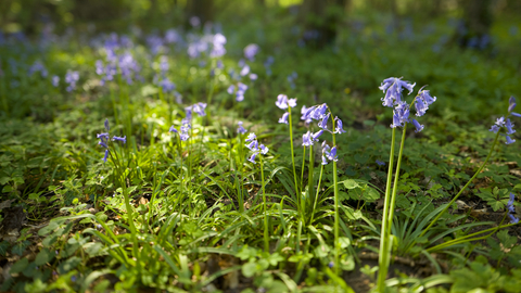 Bluebells in a woodland understory