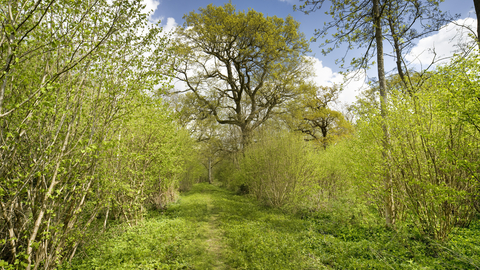 A lush green woodland on a sunny day