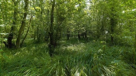 Long grass and green trees at Booton Common