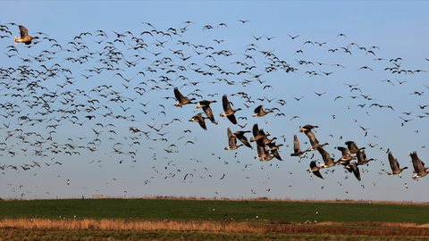 Brent, pink foot, white front and bean geese lifting off, NWT Cley by Nick Goodrum