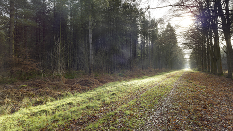 Brett's wood in January. It's foggy and a lot of the trees are bare, there are brown leaves on the ground.