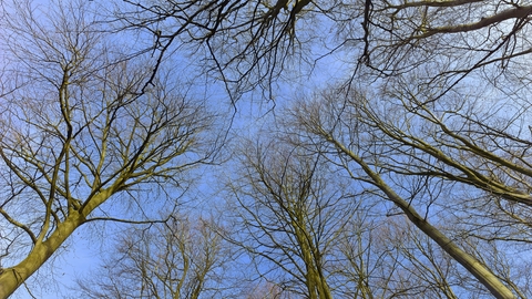 Looking up into the winter canopy of Brett's wood against a blue sky