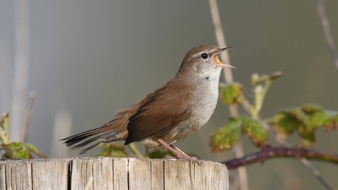 A singing cettis warbler on a wooden post