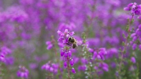 A bee on a heather flower at Buxton Heath