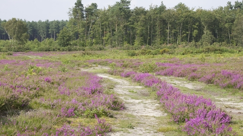 A path at Buxton Heath lined with pink heather