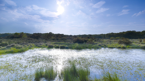 A pool of water with lots of green vegetation growing, under a sunny blue sky