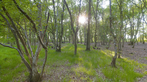 A woodland with green grass and windy trees at East Winch Common.