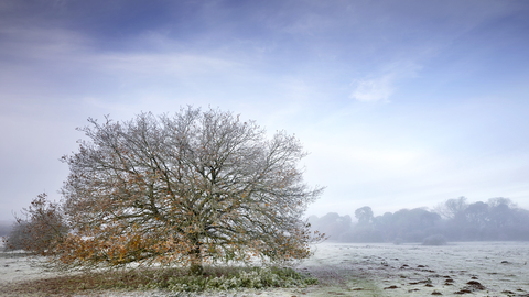 A large lone tree in a frosty field at East Wretham