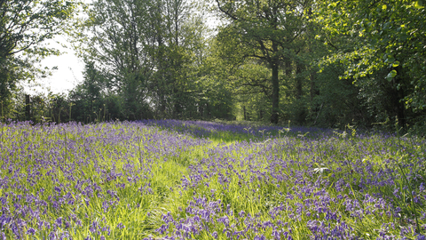 Bluebells at Foxley wood