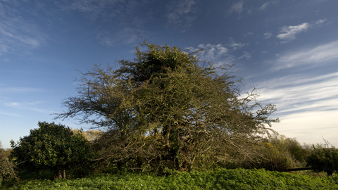 A large tree stands in a green field under a blue sky