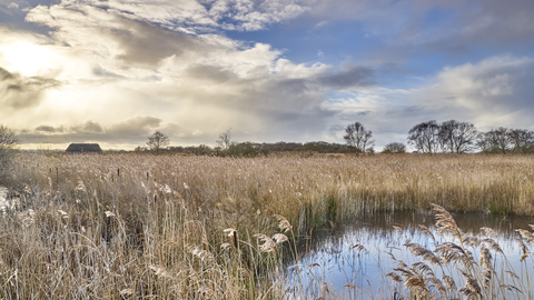 Blue cloudy skies, swaying reeds and water at Hickling.
