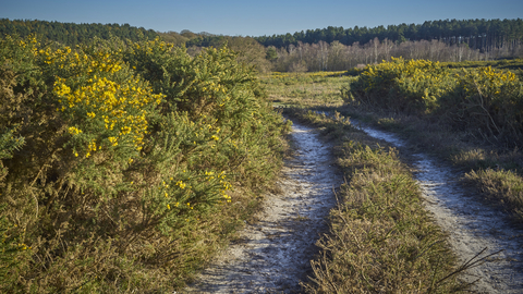 A path surrounded by yellow heathland at Holt Lowes