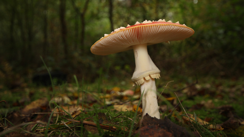 A fly agaric in a woodland