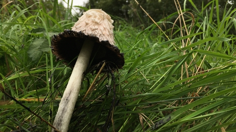 A shaggy inkcap mushroom in long green grass