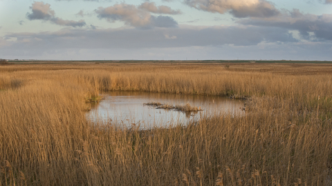 A view of a pond in the midst of some reeds