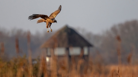 A marsh harrier hunting over the reedbeds at Hickling Broad and Marshes. You can see one of the hides blurred in the background.