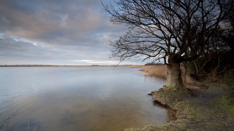 Smooth waters and a large leafless tree at Martham broad