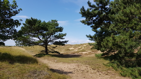 Trees and dunes at Holme reserve