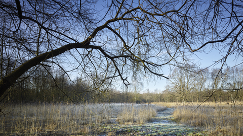 A frosty scene with a leafless tree in the foreground and icy grasses in the background