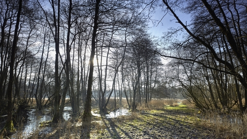 Tall wintery trees over wet muddy ground as the sun peaks through