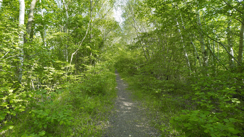 A path through the woods at Narborough Railway Line