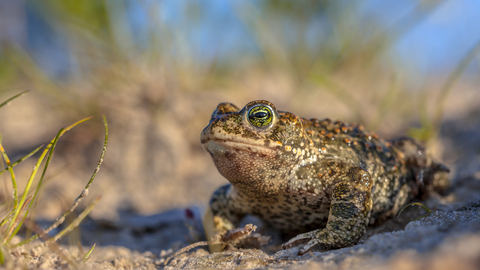 A natterjack toad surrounded by sand and grass